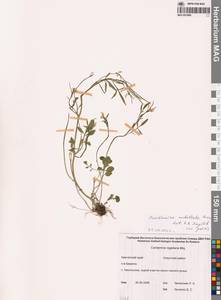 Сердечник зонтичный Greene, Сибирь, Чукотка и Камчатка (S7) (Россия)