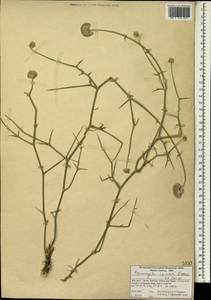 Pycnocycla spinosa Decne. ex Boiss., Зарубежная Азия (ASIA) (Иран)