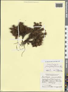 Камнеломка можжевельниколистная Adams, Кавказ, Ставропольский край, Карачаево-Черкесия, Кабардино-Балкария (K1b) (Россия)