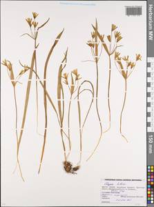 Гусиный лук желтый (L.) Ker Gawl., Восточная Европа, Белоруссия (E3a) (Белоруссия)