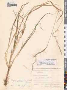 Пырейник смешиваемый (Roshev.) Tzvelev, Сибирь, Чукотка и Камчатка (S7) (Россия)