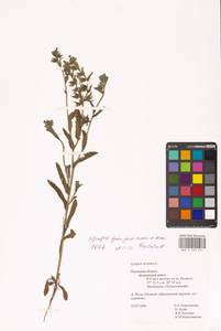 Кривоцвет полевой L., Восточная Европа, Северо-Западный район (E2) (Россия)