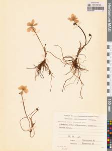 Купальница бумажночашелистиковая Schipcz., Сибирь, Чукотка и Камчатка (S7) (Россия)