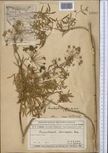 Cenolophium fischeri (Spreng.) W.D.J.Koch, Средняя Азия и Казахстан, Муюнкумы, Прибалхашье и Бетпак-Дала (M9) (Казахстан)