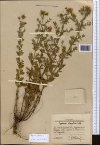 Зверобой продырявленный L., Средняя Азия и Казахстан, Западный Тянь-Шань и Каратау (M3) (Узбекистан)