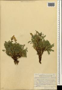 Astragalus wagneri Bartl. ex Bunge, Кавказ, Армения (K5) (Армения)