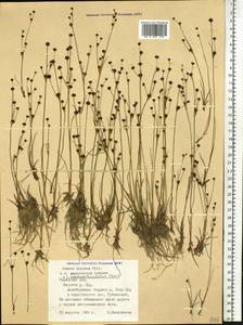 Ситник альпийскочленистый Chaix, Сибирь, Западная Сибирь (S1) (Россия)