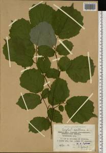 Орешник обыкновенный, Лещина обыкновенная L., Восточная Европа, Северо-Западный район (E2) (Россия)