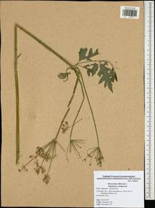 Heracleum sphondylium subsp. sibiricum (L.) Simonk., Восточная Европа, Центральный район (E4) (Россия)