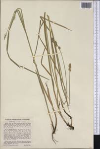 Carex normalis Mack., Америка (AMER) (США)