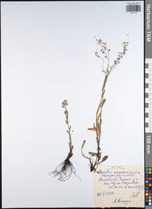 Myosotis alpestris subsp. suaveolens (Waldst. & Kit. ex Willd.) Strid, Восточная Европа, Центральный район (E4) (Россия)