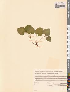 Фиалка Морица Tepl., Сибирь, Чукотка и Камчатка (S7) (Россия)