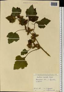 Xanthium orientale var. albinum (Widder) Adema & M. T. Jansen, Восточная Европа, Южно-Украинский район (E12) (Украина)
