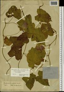 Calystegia sepium subsp. americana (Sims) Brummitt, Сибирь, Дальний Восток (S6) (Россия)