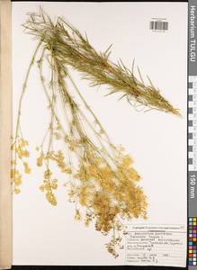 Василисник светлый, Василисник блестящий L., Восточная Европа, Центральный район (E4) (Россия)