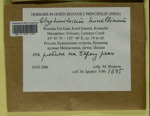 Glyphomitrium humillimum (Mitt.) Cardot, Гербарий мохообразных, Мхи - Дальний Восток (без Чукотки и Камчатки) (B20) (Россия)