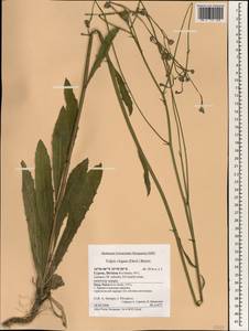 Tolpis virgata (Desf.) Bertol., Зарубежная Азия (ASIA) (Кипр)