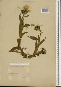 Василек желтофиолевый Willd., Кавказ, Грузия (K4) (Грузия)