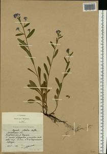 Незабудка лесная Ehrh. ex Hoffm., Восточная Европа, Московская область и Москва (E4a) (Россия)