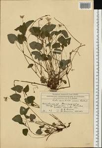 Viola ×kiliensis E. H. L. Krause, Восточная Европа, Московская область и Москва (E4a) (Россия)