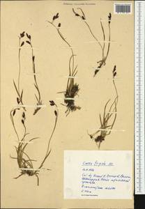 Carex frigida All., Западная Европа (EUR) (Швейцария)