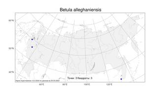 Betula alleghaniensis, Береза аллеганская Britton, Атлас флоры России (FLORUS) (Россия)