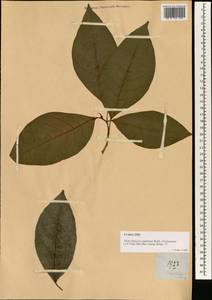 Ficus septica Burm. fil., Зарубежная Азия (ASIA) (Филиппины)