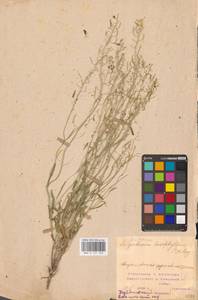 Резуховидка стрелолистная (M.Bieb.) Al-Shehbaz, O'Kane & R.A.Price, Восточная Европа, Средневолжский район (E8) (Россия)