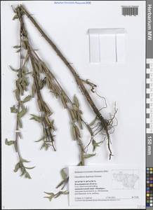 Oenothera villosa subsp. villosa, Восточная Европа, Центральный район (E4) (Россия)