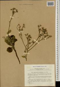 Lactuca takhtadzhianii Sosn., Кавказ, Армения (K5) (Армения)
