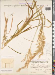 Полевица гигантская Roth, Кавказ, Абхазия (K4a) (Абхазия)