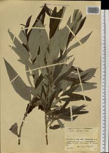 Ива прутовидная, Ива корзиночная, Сибирь, Прибайкалье и Забайкалье (S4) (Россия)