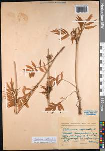 Валериана очереднолистная Ledeb., Сибирь, Прибайкалье и Забайкалье (S4) (Россия)