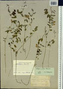 Чина приземистая (Ser.) Fisch. ex Spreng., Сибирь, Прибайкалье и Забайкалье (S4) (Россия)