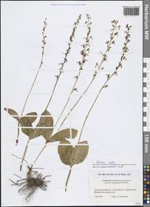 Гнездовка яйцевидная (L.) Hartm., Восточная Европа, Северо-Западный район (E2) (Россия)