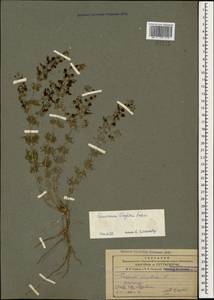 Teucrium orientale subsp. taylorii (Boiss.) Rech.f., Кавказ, Армения (K5) (Армения)