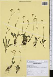 Valeriana saxatilis L., Западная Европа (EUR) (Италия)