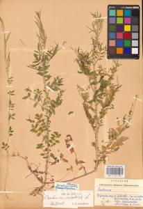 Сердечник недотрога L., Восточная Европа, Западно-Украинский район (E13) (Украина)