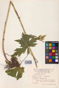 Живокость высокая L., Восточная Европа, Восточный район (E10) (Россия)