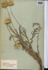 Наголоватка, Средняя Азия и Казахстан, Памир и Памиро-Алай (M2) (Таджикистан)