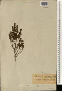 Diospyros pubescens, Африка (AFR) (ЮАР)
