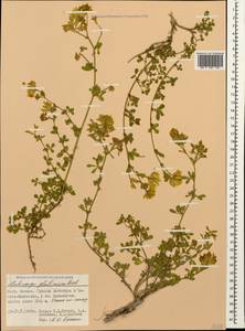 Medicago sativa subsp. glomerata (Balb.) Rouy, Кавказ, Дагестан (K2) (Россия)