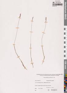 Anthoxanthum arcticum Veldkamp, Сибирь, Чукотка и Камчатка (S7) (Россия)