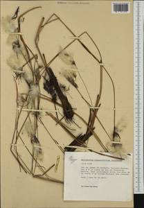 Пушица узколистная, Пушица многоколосковая Honck., Западная Европа (EUR) (Неизвестно)