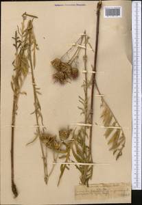 Василек прижаточешуйный Ledeb., Средняя Азия и Казахстан, Северный и Центральный Тянь-Шань (M4) (Казахстан)