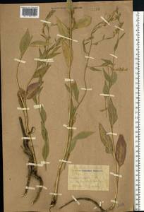 Клоповник широколистный L., Восточная Европа, Ростовская область (E12a) (Россия)