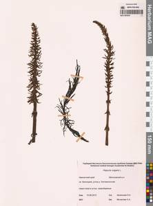 Хвостник обыкновенный, Водяная сосенка L., Сибирь, Чукотка и Камчатка (S7) (Россия)