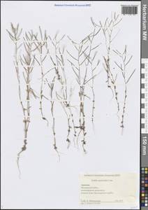 Резуха ушастая Lam., Кавказ, Армения (K5) (Армения)