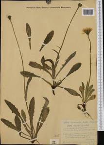 Crepis alpestris (Jacq.) Tausch, Западная Европа (EUR) (Австрия)