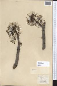 Kleinia neriifolia Haw., Африка (AFR) (Испания)